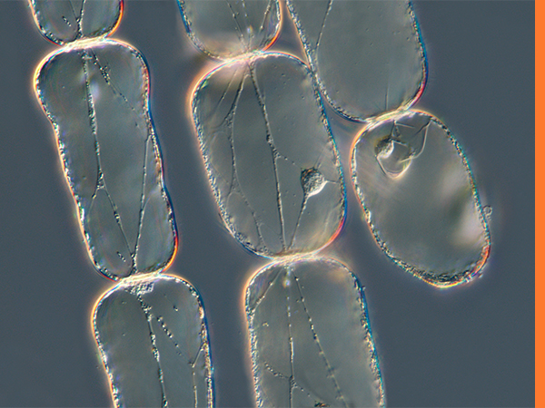48 Pezzi Vetrini per Microscopio Preparati Con Campioni per Bambini,  Plastica Ve